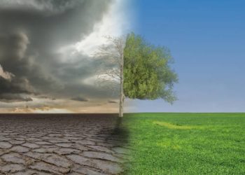 Risk management becomes priority in potato production amid climate volatility