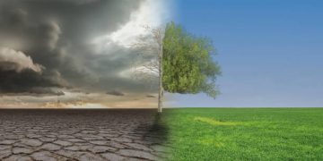 Risk management becomes priority in potato production amid climate volatility