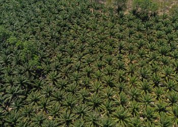 Southern palm growers call for removal of export curbs after price decline