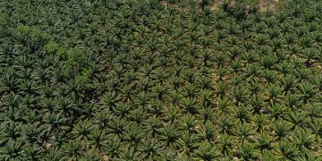 Southern palm growers call for removal of export curbs after price decline