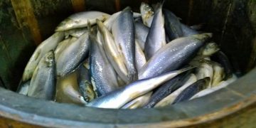 China Shark Fin Trade Faces Possible U.S. Seafood Sanctions