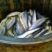 China Shark Fin Trade Faces Possible U.S. Seafood Sanctions