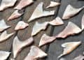China Shark Fin Trade Faces Possible U.S. Seafood Sanctions