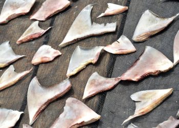 China Shark Fin Trade Faces Possible U.S. Seafood Sanctions