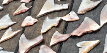 China Shark Fin Trade Faces Possible U.S. Seafood Sanctions