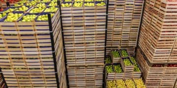 Optimizing Vegetable Storage Locations to Strengthen Fresh Produce Supply Chains