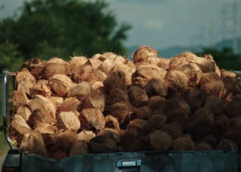 Philippine Coconut Exports Poised for Continued Growth Despite Weather Challenges
