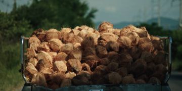 Philippine Coconut Exports Poised for Continued Growth Despite Weather Challenges