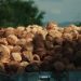 Philippine Coconut Exports Poised for Continued Growth Despite Weather Challenges