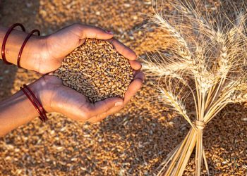 Syria Strengthens Local Wheat Supply Chains Through Support for Returning Farmers