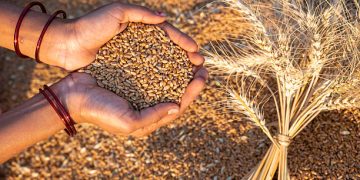 Syria Strengthens Local Wheat Supply Chains Through Support for Returning Farmers