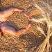 Syria Strengthens Local Wheat Supply Chains Through Support for Returning Farmers