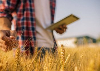 Italy Advances Sustainable Wheat Supply Networks