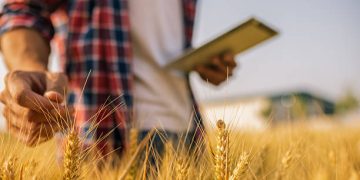 Italy Advances Sustainable Wheat Supply Networks
