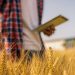 Italy Advances Sustainable Wheat Supply Networks