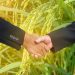 Thailand Strengthens Rice Supply Chain Partnerships