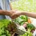 Asia’s Fresh Produce Supply Chains Strengthen Cross-Border Collaboration