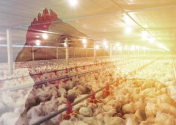 U.S. Poultry Industry Shows Resilience as Production and Demand Grow