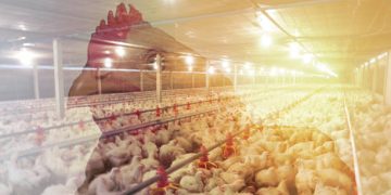 U.S. Poultry Industry Shows Resilience as Production and Demand Grow