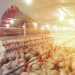 U.S. Poultry Industry Shows Resilience as Production and Demand Grow