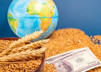 Global Food Supply Chains Strengthen Ahead of El Niño