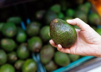 New Zealand Avocado Supply Chain Streamlines Farm-to-Consumer Delivery