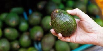New Zealand Avocado Supply Chain Streamlines Farm-to-Consumer Delivery