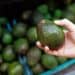 New Zealand Avocado Supply Chain Streamlines Farm-to-Consumer Delivery