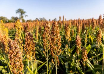 Sudan Strengthens Sorghum Supply Chain Resilience Amid Market Challenges