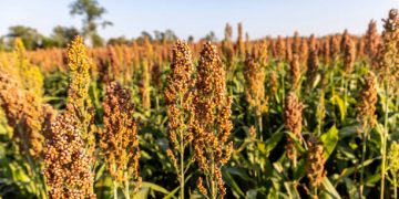 Sudan Strengthens Sorghum Supply Chain Resilience Amid Market Challenges