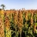 Sudan Strengthens Sorghum Supply Chain Resilience Amid Market Challenges