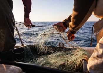 Vietnam’s Seafood Industry Gains Global Momentum Through Innovation and Sustainable Supply Chains