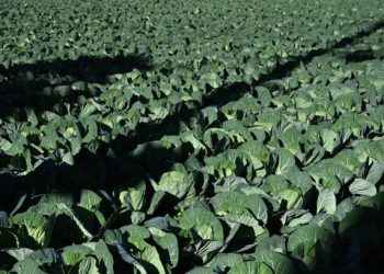 Japan Uses Satellite Data to Build Smarter Cabbage Supply Chains