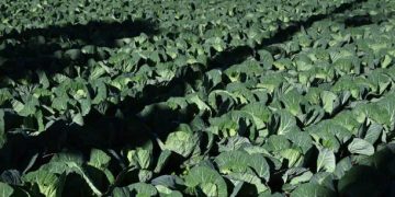 Japan Uses Satellite Data to Build Smarter Cabbage Supply Chains