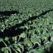 Japan Uses Satellite Data to Build Smarter Cabbage Supply Chains
