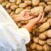 India Advances Potato Supply Chain