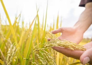 Taiwan Expands Agricultural Partnerships with Europe