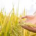 Taiwan Expands Agricultural Partnerships with Europe
