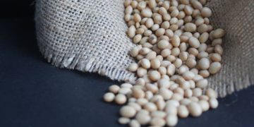 Indonesia Strengthens Soybean Trade