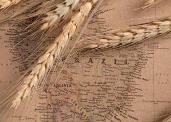 Brazil Focuses on Wheat Supply Chain Efficiency Amid Changing Freight Conditions