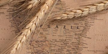 Brazil Focuses on Wheat Supply Chain Efficiency Amid Changing Freight Conditions