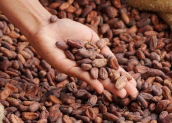 Healthcare Investment Strengthens Cocoa Supply Chain Resilience in Côte d’Ivoire
