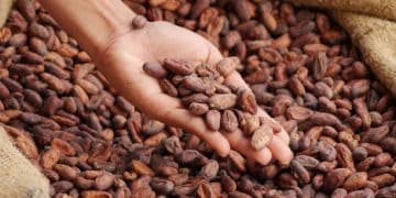 Healthcare Investment Strengthens Cocoa Supply Chain Resilience in Côte d’Ivoire