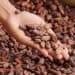 Healthcare Investment Strengthens Cocoa Supply Chain Resilience in Côte d’Ivoire