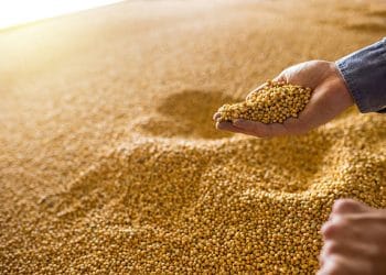 Brazil and China Establish Landmark Agricultural Protocol to Standardize Cross-Border Soybean Contracts