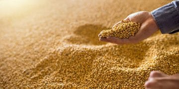 Brazil and China Establish Landmark Agricultural Protocol to Standardize Cross-Border Soybean Contracts